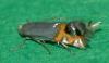 Leucoptera malifoliella